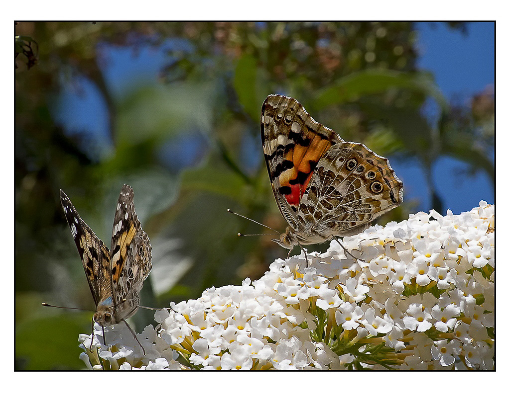 Jozef De Groof - 2 vlinders - (1/400 sec. bij f / 14 ISO 500)